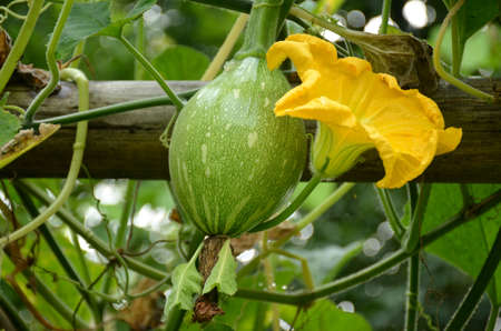 the green ripe pumpkin with yellow flower and vine in the garden.の写真素材