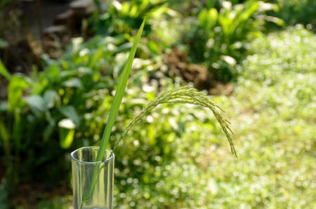 the green ripe paddy plant grains in the glass on the green background.の写真素材