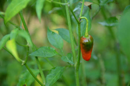 the red ripe chilly with leaves and plant in the garden.