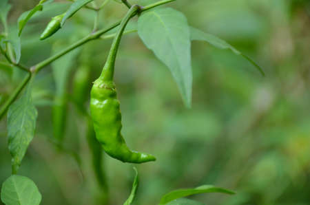 the green chilly with leaves and plant in the garden.