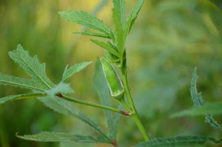 the ripe green ladyfinger with leaves and plant in the garden.