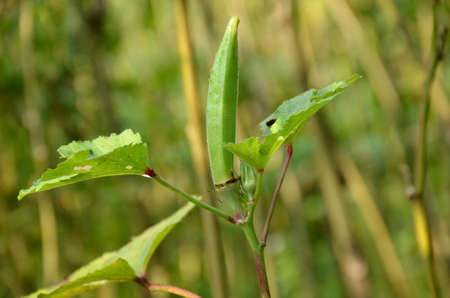 the ripe green ladyfinger with leaves and plant in the garden.