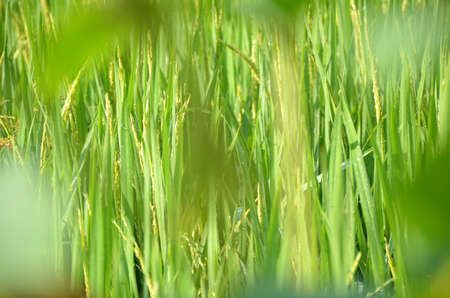 the green ripe paddy plant grains in the season.の写真素材