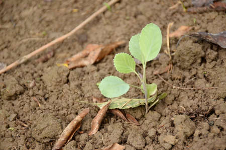 the small ripe green cabbage plant seedlings in the garden.