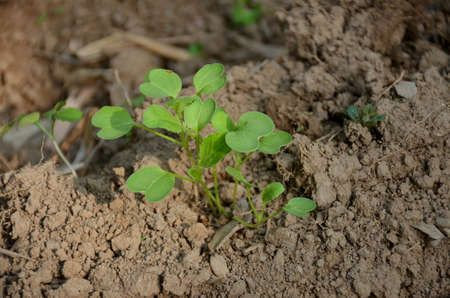 the small ripe green spinach plant seedlings in the garden.