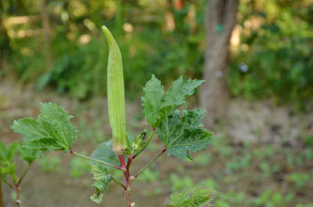 the ripe green ladyfinger with leaves and plant in the garden.