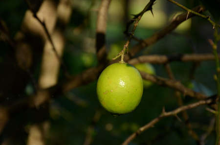 the ripe green lemon fruit with green leaves and branch in the garden.
