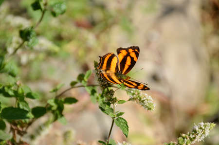 the beautiful yellow black color butterfly on the green paddy plant .の写真素材