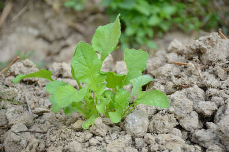 the small ripe green radish plant seedlings in the garden.