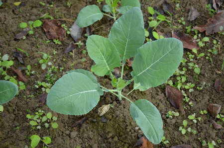 the small ripe green cabbage plant seedlings in the garden.