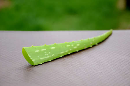 the green ripe herbal aloe vera in the brown green background.の写真素材