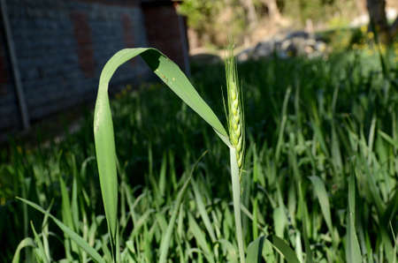 the green ripe wheat stitch with green plants in the farm.