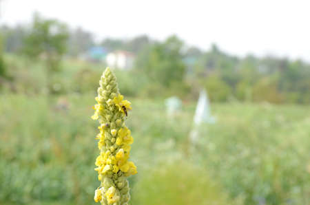 tobacco plant with yellow flowers in the farm.の写真素材