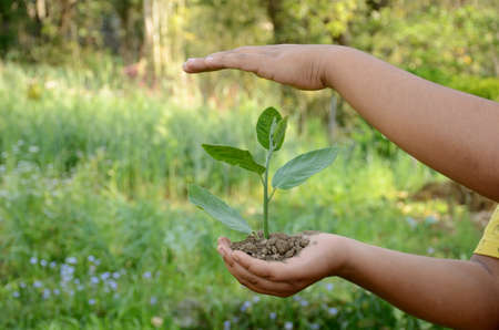 closeup holding hands and caring green young plant,environment heal earth and save the world.の写真素材
