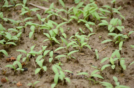 bunch the small green lady finger plant soil heap over out of focus green brown background.
