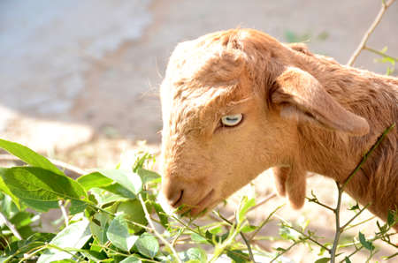 the beautiful small brown goat kids eating the tree plant.の写真素材