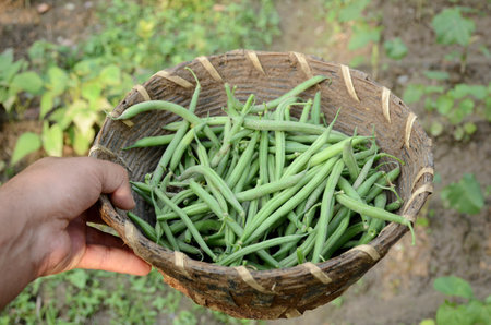 the green ripe soya bean in the basket hold hand over out of focus green brown background.