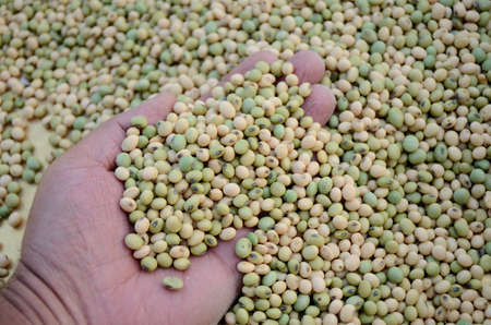 closeup bunch the yellow green soybean grains hold hand over out focus of the yellow brown background.の写真素材