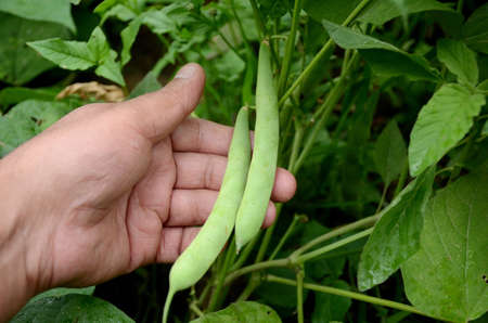 closeup ripe green french bean with leaves and plant growing in the farm.