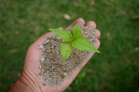 closeup flower plant soil heap in hand over out of focus green background.の写真素材