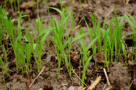 closeup the green ripe paddy plant soil heap in the farm over out of focus brown background.