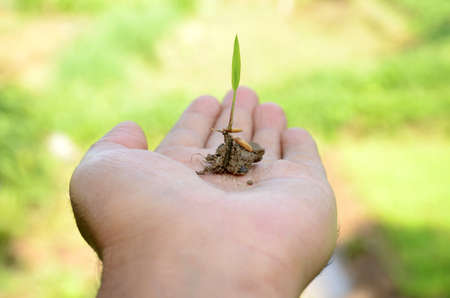 closeup paddy plant soil heap with seed in hand over out of focus green background.の写真素材