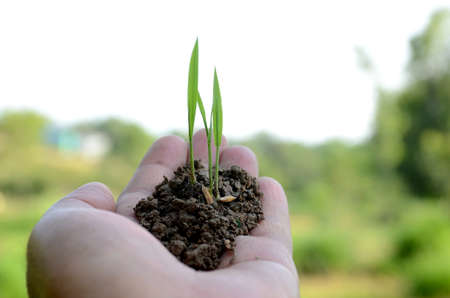 closeup holding hands and caring green young paddy plant,environment heal earth and save the world.の写真素材