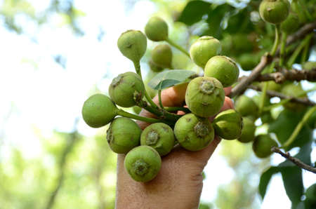 closeup the bunch ripe yellow green tree fruit hold hand with leaves and branch growing in the...