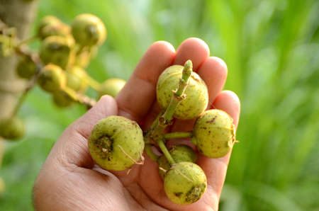 closeup the bunch ripe yellow green tree fruit hold hand with leaves and branch growing in the...