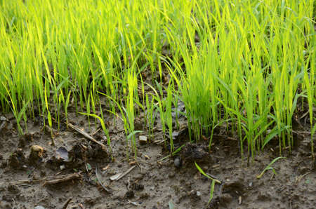 closeup the green ripe paddy plant soil heap in the farm over out of focus green brown background.の写真素材