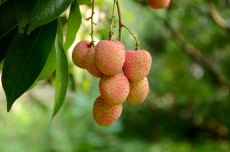 closeup the bunch red ripe litchi with leaves and branch over out of focus green brown background.
