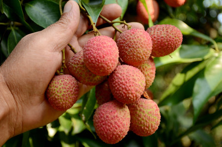 closeup the bunch red ripe litchi hold hand with leaves and branch over out of focus green brown background.の写真素材