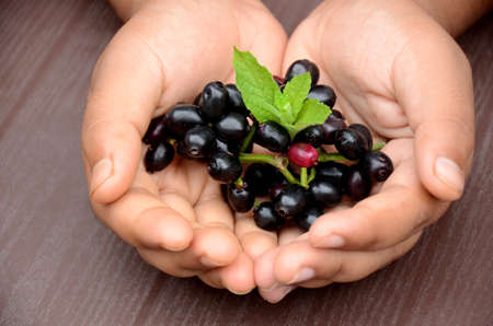 closeup blackberry fruit with green mint hold hand over out of focus brown background.