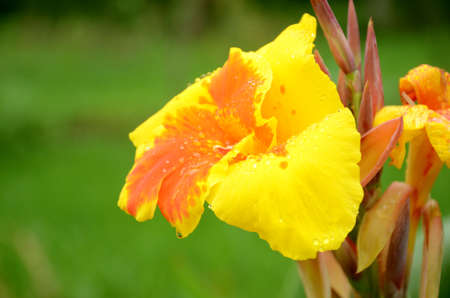 closeup the yellow orange nasturtium flowers with bloom and green leaves over out of focus green background.の写真素材
