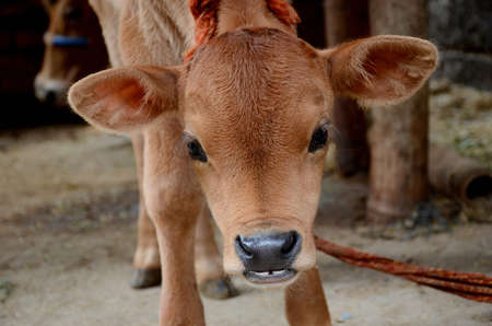 closeup the red color small cow calf animal with tied over out of focus brown background.の写真素材