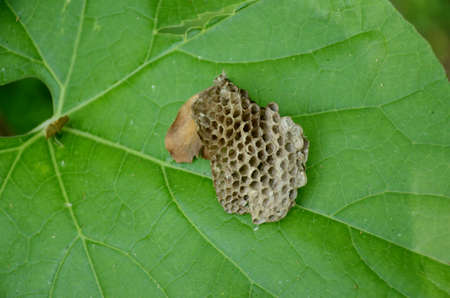 closeup the brown color honey bee comb on the arabic leaf over out of focus green background.の写真素材