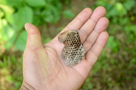 closeup the brown color honey bee comb hold hand over out of focus green brown background.の写真素材