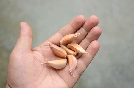 closeup the bunch brown garlic hold hand over out of focus grey background.の写真素材