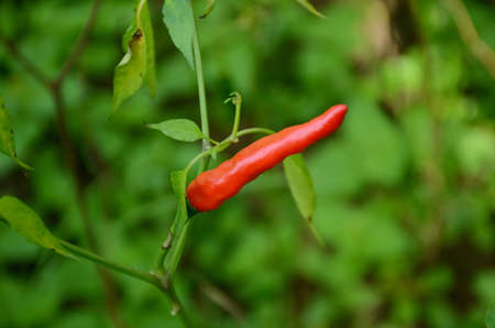 closeup the red ripe chilly with leaves and plant growing in the garden over out of focus green...