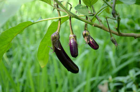 closeup the bunch purple green brinjal growing with leaves and plant in the farm over out of focus green brown background.の写真素材