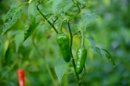 closeup the pair of ripe green chilly with leaves and plant growing in the farm over out of focus green brown background.の写真素材
