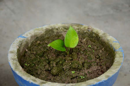 closeup the small green magnificent money plant growing in the pot over out of focus grey blue background.の写真素材