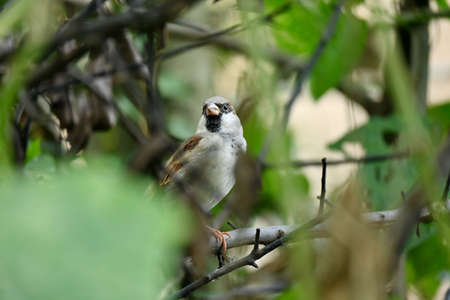 closeup the small brown black sparrows sitting on the tree over out of focus green brown background.の写真素材