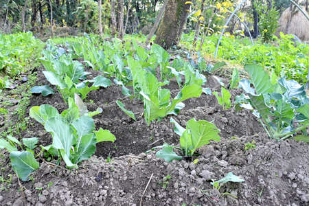 closeup the bunch ripe green cauliflower plant growing in the farm over out of focus green brown...
