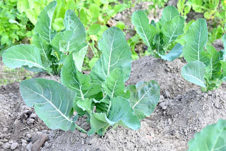 closeup the bunch ripe green cauliflower plant growing in the farm over out of focus green brown...