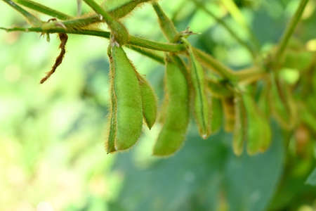 closeup the bunch green ripe black gram pods with vine and leaves in the farm over out of focus...