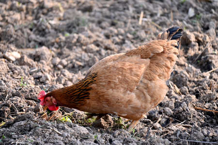 closeup the orange color hen stand and eating the feed in the farm over out of focus brown...