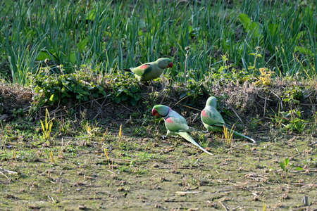 closeup the bunch green red parrot eating the feed grain in the farm over out of focus green brown...