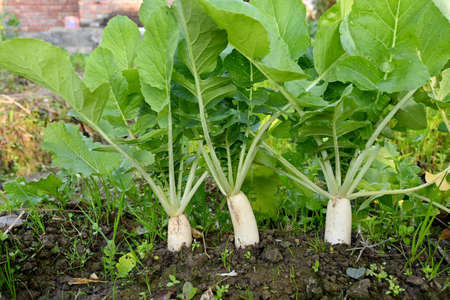closeup the bunch ripe white radish with green plant and leaves growing in the farm over out of focus green brown background.の写真素材