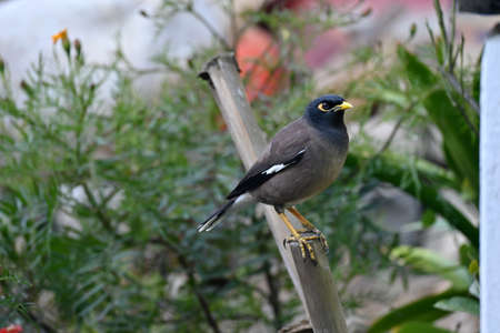 closeup the black brown myna birds stand and holding brown stick with green plant over out of focus...